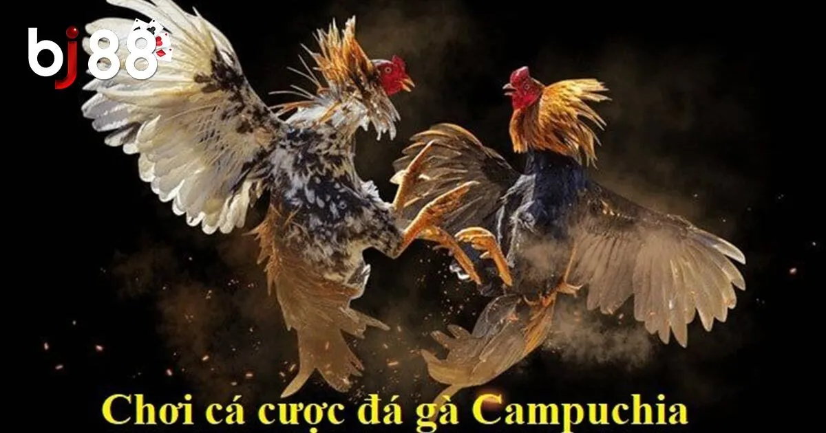 C&aacute;c loại k&egrave;o đ&aacute; g&agrave; Campuchia phổ biến